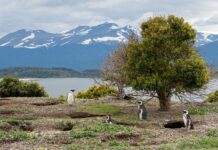 #NaturalezaAlFin, la nueva campaña del Infuetur para fomentar el turismo interno