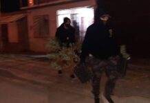 Secuestraron 63 plantas cannábicas y 3 armas de fuego en la ciudad de Río Grande