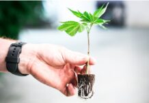 Ya es legal en Argentina el autocultivo medicinal de Cannabis