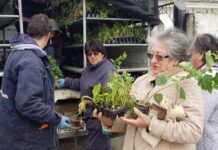 Comienza en Río Grande la entrega de plantines