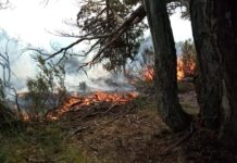 Incendio en una zona forestal de Ushuaia, por una brasa mal apagada