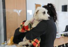 Zoonosis en los barrios: Castraron 150 mascotas