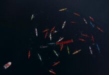 Argentina y Chile, unidos contra las salmoneras