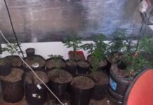 Lo allanaron por herramientas robadas y encontraron trece plantas de marihuana