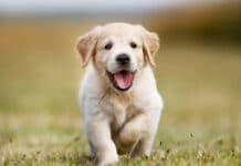 “Zoonosis más cerca” estará en el barrio Golondrina de Ushuaia