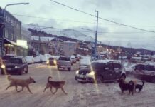 Confirmaron una multa al dueño de un perro que mordió a otra persona