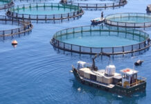 La legislatura va a prohibir las salmoneras