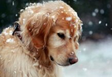 Proponen un relevamiento para detectar irregularidades en la tenencia de mascotas