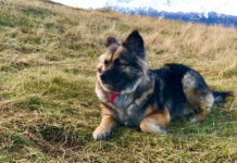 Proteccionistas de Ushuaia advierten que el chipeo de perros no funcionó