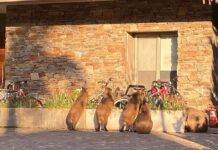 Carpinchos en Nordelta: ahora los vecinos exigen “un traslado” de los animales