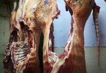 El Municipio denunció el robo de faena en el matadero