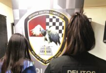 Capturaron a una pareja que clonaba tarjetas de crédito