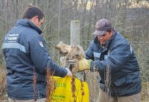 Operativo de limpieza en Tolhuin: Recolectan más de 700 bolas de basura