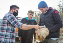 Jornadas de control de animales sueltos en Tolhuin