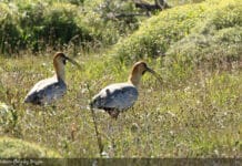 Este mes se realiza una nueva edición del “Festival de Aves”