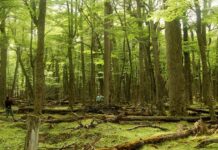 Responsabilizan a dos empresarios por poner el peligro los bosques nativos