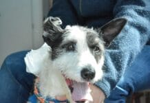 Masiva jornada de “Zoonosis más cerca” en Ushuaia