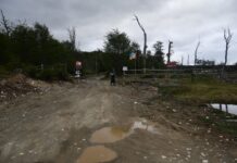 Encuentran un caballo muerto con un orificio de bala