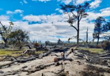 Nuevo incendio en la Provincia: Punta Segunda camino a Almanza
