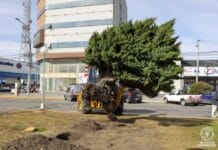 Por obra de ampliación, el Municipio reubicó los árboles de la rotonda