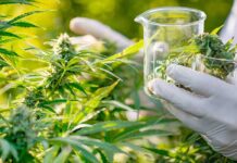 Vuelven las gestiones por el uso del Cannabis medicinal en Río Grande