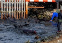 Furor en Ushuaia por Toninas en la Bahía