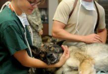 Un proyecto propone crear una Veterinaria Pública en Río Grande