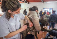 Río Grande Mascotera: Ya son 800 los animales que fueron vacunados contra la rabia