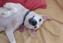 Por qué se celebra hoy el Día Nacional del Perro