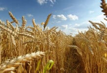 Inflación internacional: alimentos bajaron levemente en mayo, pero el trigo sigue subiendo
