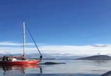Denuncian a los navegantes de un velero que embistieron a una ballena