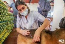 1000 las mascotas que recibieron la vacuna antirrábica