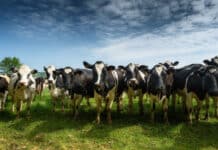 Río Grande tendrá dos nuevas plantas de producción de alimento para ganado