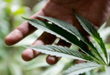 Cómo es el Ushuaia Cannabis Festival de este sábado