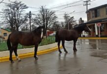 Tolhuin: Otra advertencia a los dueños de los caballos sueltos