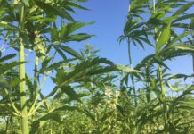 Cómo sería la producción de cáñamo en la provincia