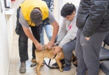 Tenencia responsable: 290 mascotas recibieron la vacuna antirrábica