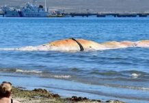 Descubren la causa de las muertes de las 30 ballenas en Chubut