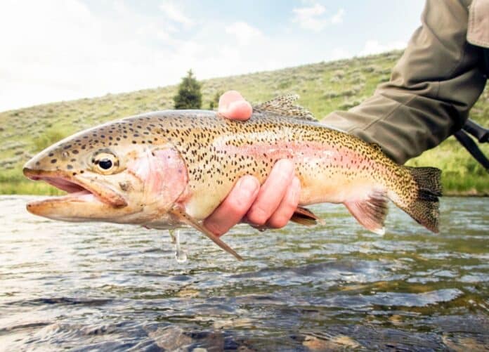 photo_5118423878421555824_y