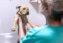 Sancionarán a los profesionales que no cumplan con las guardias veterinarias
