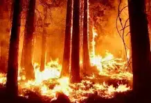Arde el Corazón de la Isla: “El panorama no es alentador”