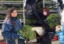 Entregan plantines a cambio de ayuda para el Corazón de la Isla