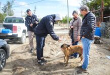 Tolhuin redujo a la mitad la presencia de perros sueltos
