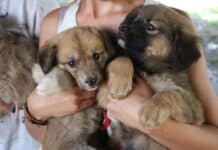 Nueva jornada de adopción de mascotas