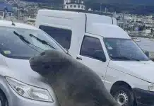 Dejó el auto estacionado y se le subió un elefante marino