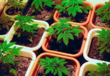 “Desde el municipio se creará un registro municipal que autorice el autocultivo de Cannabis”
