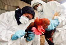 Conocé cuáles son las precauciones que debés tomar ante el avance de la Influenza Aviar