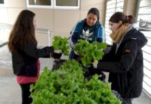 Investigadores de la UNTDF desarrollan bioinsumos para mejorar la producción hortícola de Tierra del Fuego