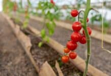 Soberanía alimentaria: El Municipio cosechó la primera producción local de tomates