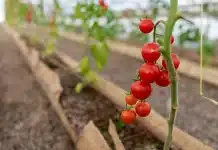 Este fin de semana se podrán comprar tomates y ensaladas producidas en Río Grande